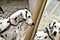 Portrait picture, animal portrait of a dog; Dalmatian looks in the mirror