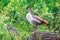 Portrait picture of a colorful nile goose