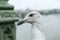 A portrait picture of the curious seagull.