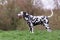 Portrait picture of a Dalmatian dog