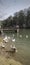 Portrait picture of Indian ducks in the river in Ludhiana Punjab near flaiii sahib gurudwara