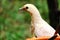 Portrait of Pied Imperial Pigeon