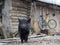 Portrait of a pig on a farm. Change of weather, climate. First snow, cold snap