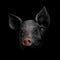 Portrait of a pig head on a black background. Chinese Zodiac Sign Year of Pig