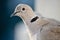 Portrait pigeon