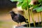 Portrait of a pigeon close up