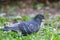 Portrait of a pigeon.Homing pigeon, racing pigeon or domestic messenger pigeon