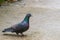 Portrait of a pigeon.Homing pigeon, racing pigeon or domestic messenger pigeon