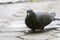 Portrait of a pigeon.Homing pigeon, racing pigeon or domestic messenger pigeon