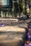 Portrait of a pigeon on a pavement among fallen purple flowers of jacaranda - Selective focus, Vertical