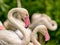 Portrait of pink flamingo couple