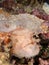 Portrait of a pink leaf scorpionfish