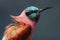 Portrait of pink Northern Carmine Bee-eater