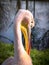 Portrait of a pink pelican bird (pelikan baba, Pelecanus onocrotalus) by the pond.