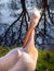 Portrait of a pink pelican bird (pelikan baba, Pelecanus onocrotalus) by the pond.