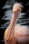 portrait of a pink pelican on the waters edge