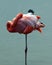 Portrait of a pink standing Galapagos Flamingo Phoenicopterus Ruber perfectly reflected in lake in the Galapagos Islands, Ecuado