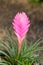 The portrait of pink TILLANDSIA flower