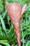 The portrait of pink TILLANDSIA flower