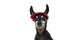 PORTRAIT PINSCHER DOG WEARING HALLOWEEN DEVIL HORNS COSTUME ISOLATED ON WHITE BACKGROUND