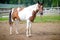 Portrait of pinto mare horse