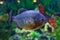 Portrait of Piranha fish or Pygocentrus nattereri in aquarium