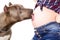 Portrait of a pit bull, licking the abdomen of a pregnant woman