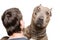 Portrait of a pit bull on the shoulder of a young man