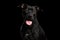 Portrait of Pitbull Dog Isolated on Black Background