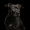 Portrait of Pitbull Dog Isolated on Black Background