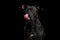 Portrait of Pitbull Dog Isolated on Black Background