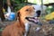 Portrait of a playful brown dog.