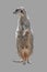 Portrait of playful and curious suricate meerkat isolated at grey background