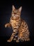 Portrait of a playfull Bengal cat isolated on black