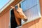 Portrait of playing purebred chestnut horse in stable window.