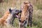 Portrait playing two hyenas (Crocuta crocuta),