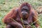 Portrait of pleased relaxed orangutan