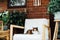 Portrait of pleased, well-fed multicolor cat laying on the arm chair and relaxing in room with many green plants. Funny