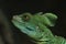 Portrait of a plumed basilisk Basiliscus plumifrons