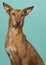 Portrait of a podenco andaluz glancing away with ears up on a turquoise blue background