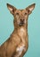 Portrait of a podenco andaluz looking at the camera with ears up on a turquoise blue background