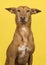 Portrait of a podenco andaluz looking at the camera on a yellow background