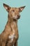 Portrait of a podenco andaluz looking to the side with ears up on a turquoise blue background