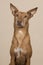 Portrait of a podenco andaluz looking up on a sand colored background