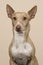 Portrait of a podenco maneto glancing away with ears up on a sand colored background