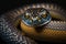 Portrait of a poisonous snake on a black background, close-up shot, generative ai