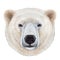 Portrait of Polar Bear.