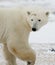 Portrait of a polar bear. Close-up. Canada.