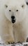 Portrait of a polar bear. Close-up. Canada.