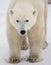 Portrait of a polar bear. Close-up. Canada.